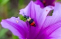 D04B0466 vk